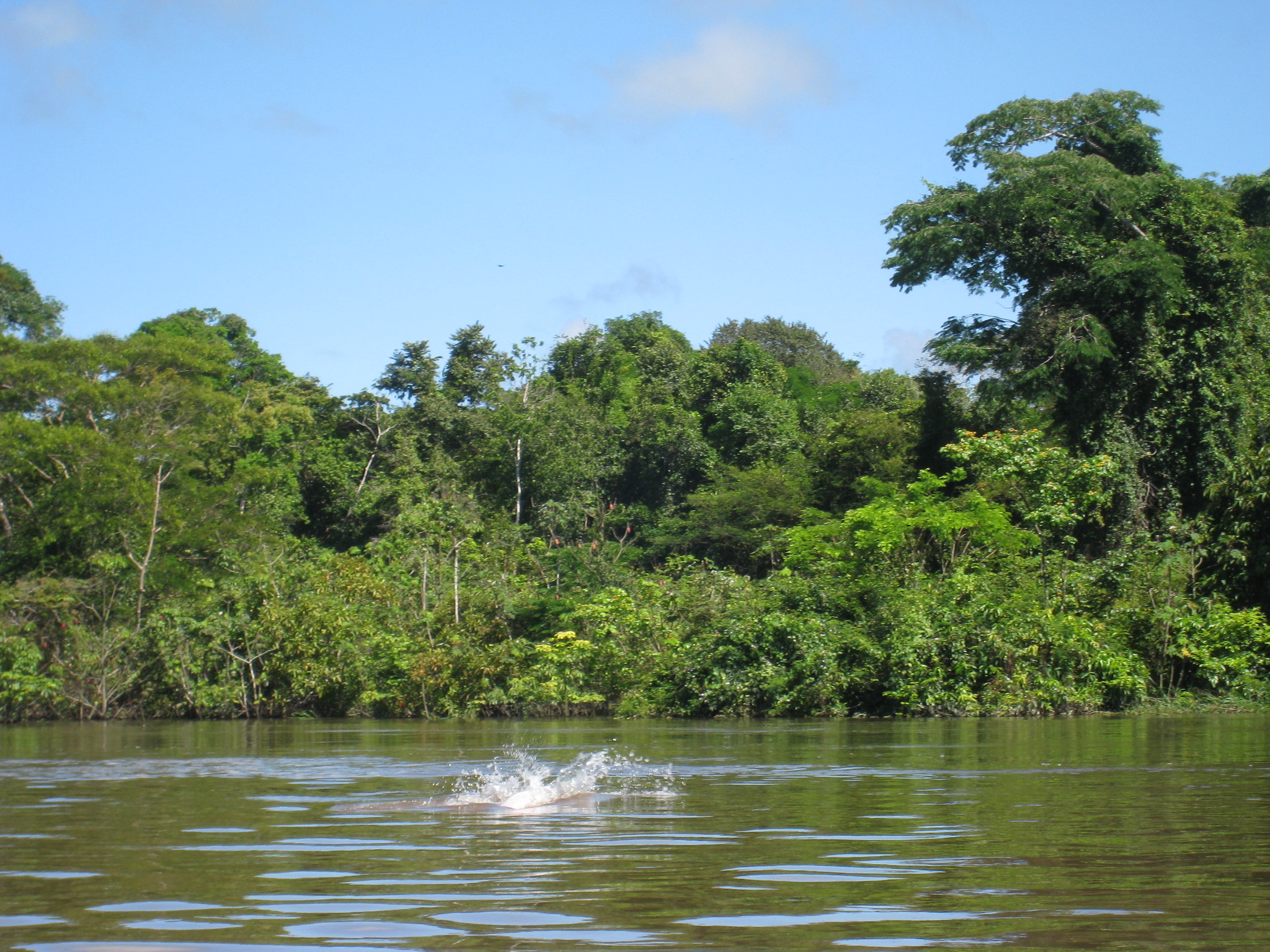 Pink River Dolphin